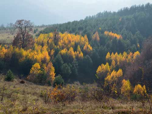 Foto Flacarile dupa-amiezii (c) Lucian Petru Goja